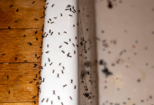 Best Commercial Pest Control Services  in Westlake Vlage, IL